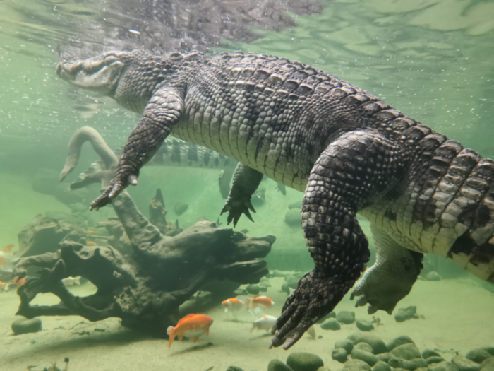 Terra Natura Benidorm Terra Natura Benidorm crocodile